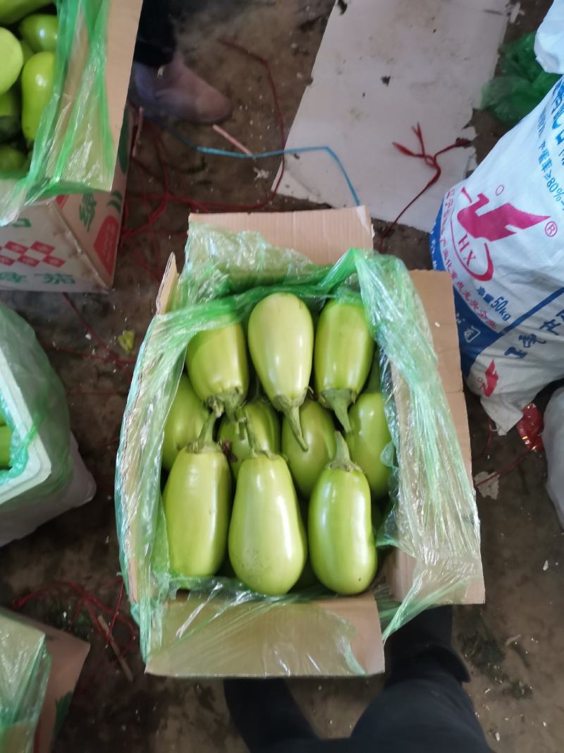 辽宁海城精品茄子大量上市，一手货源发往全国，好，质量
