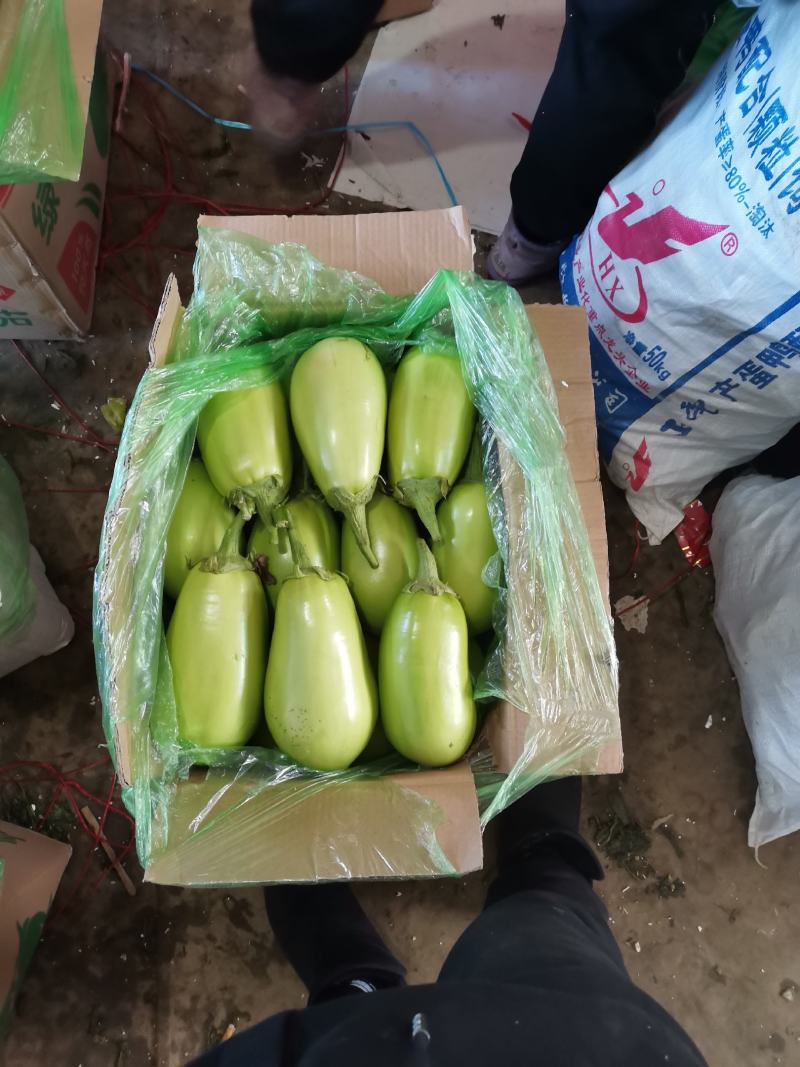 辽宁海城精品茄子大量上市，一手货源发往全国，好，质量