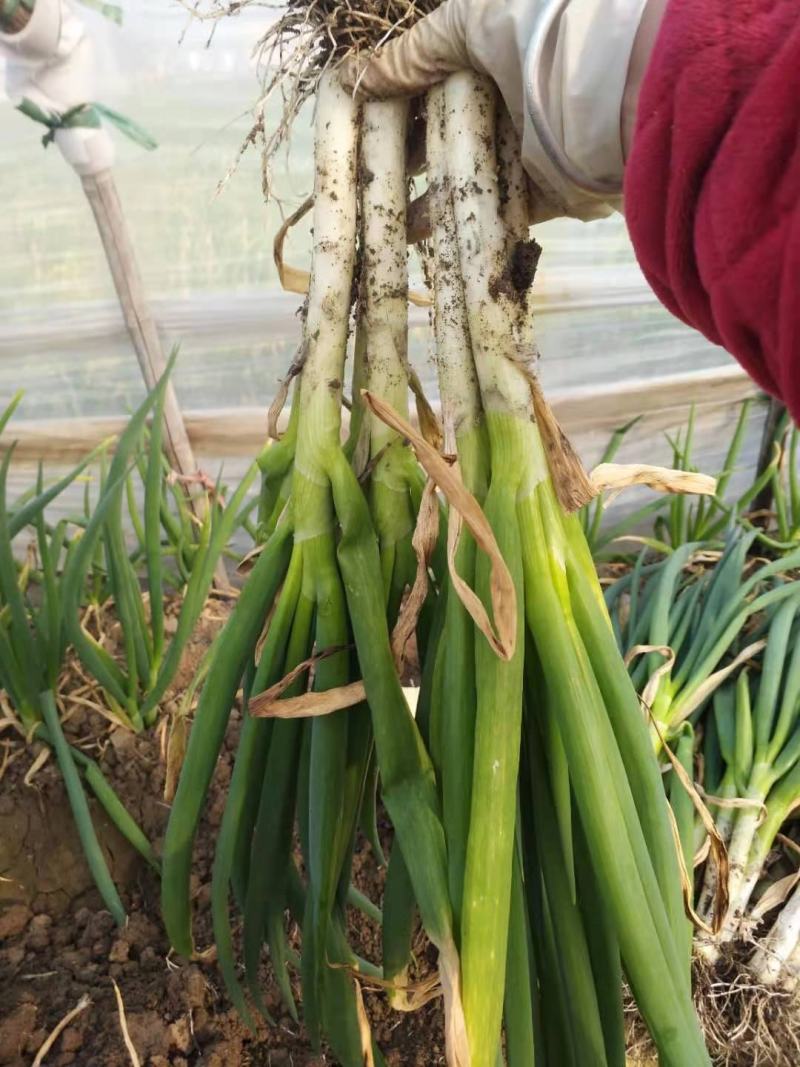 香葱种植户自产自销欢迎来电咨询