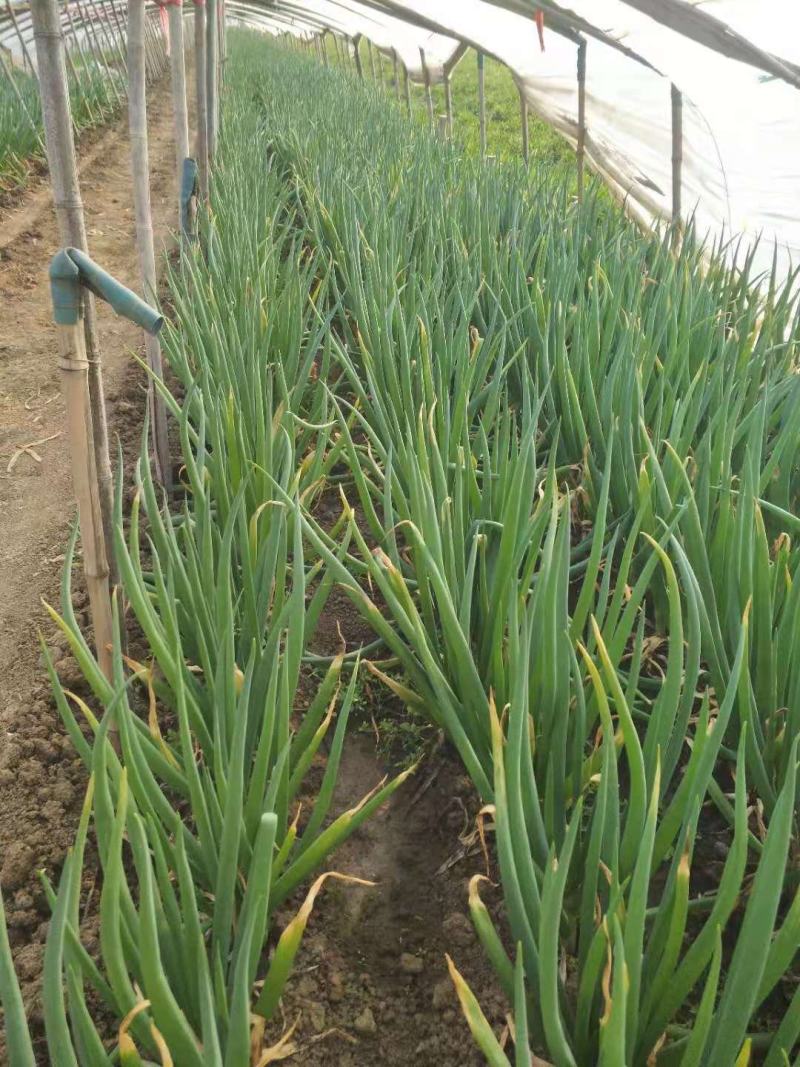 香葱种植户自产自销欢迎来电咨询
