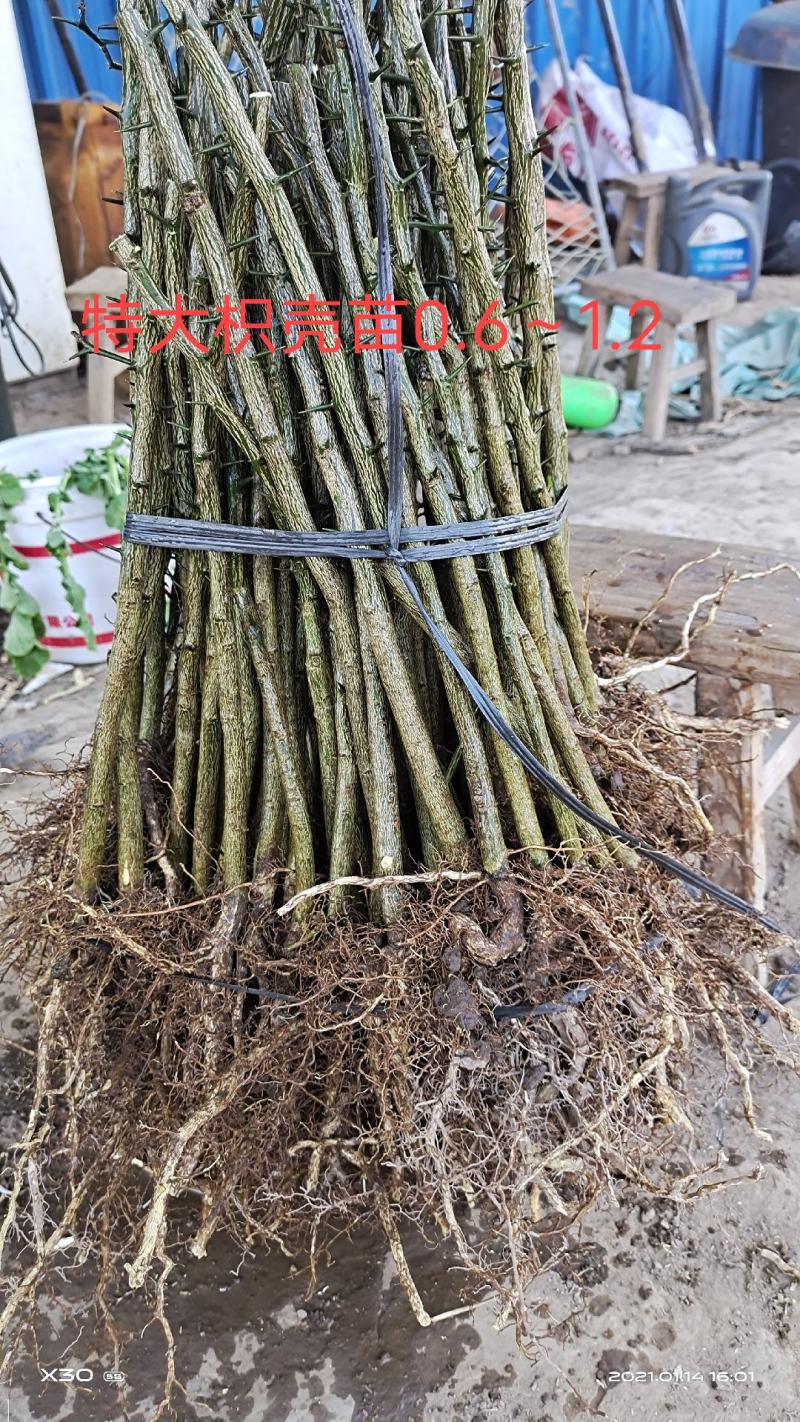 枳壳苗、枳壳大苗、枳壳小苗枸橘苗保湿发货包邮