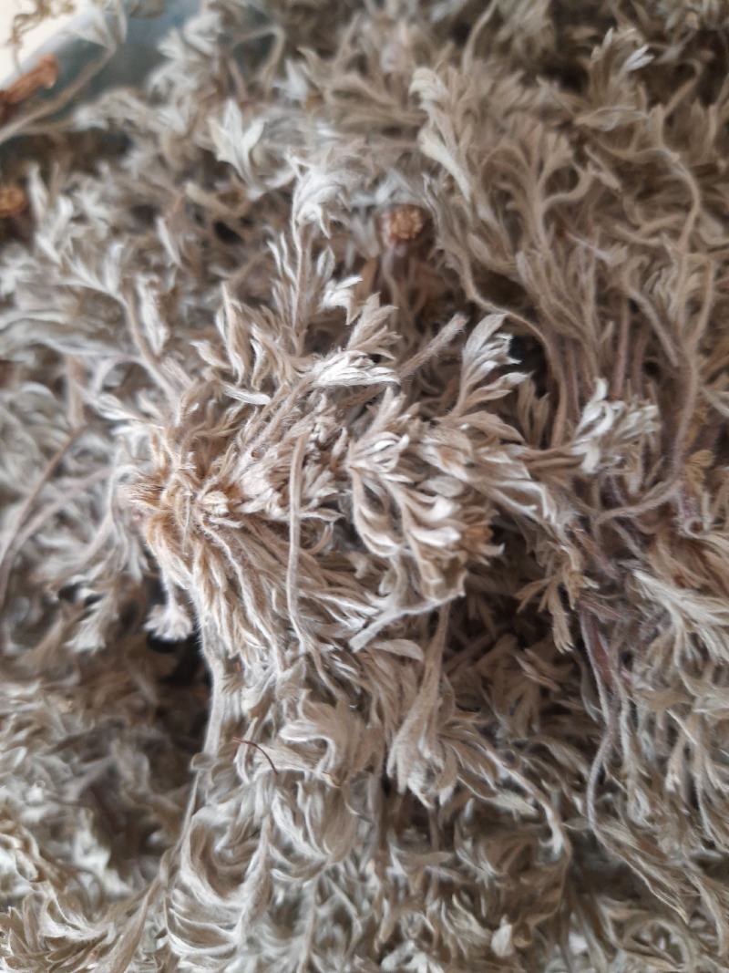 野生菌陈，整颗绵菌陈草，干货，
