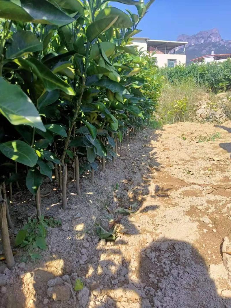 翡翠青柚苗原装正版母本嫁接柚子苗品种纯正
