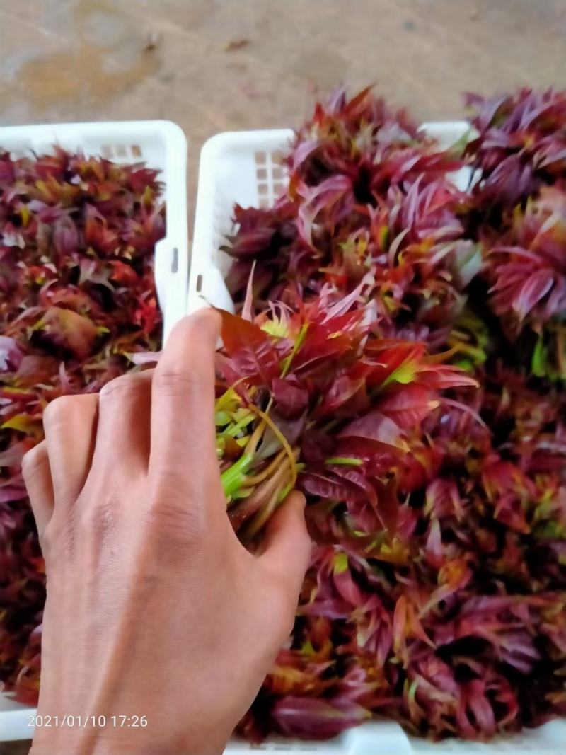 云南香椿芽（四季如椿）露天种植绿色无公害四季供应肥美鲜嫩