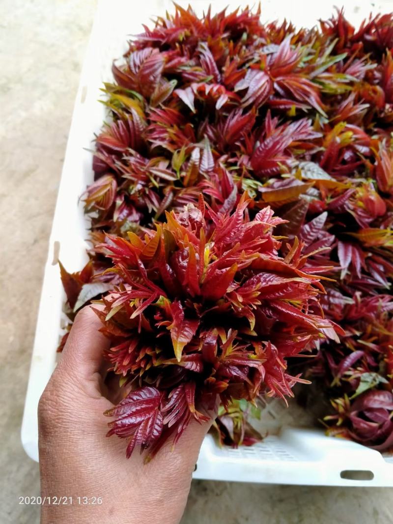 云南香椿芽（四季如椿）露天种植绿色无公害四季供应肥美鲜嫩