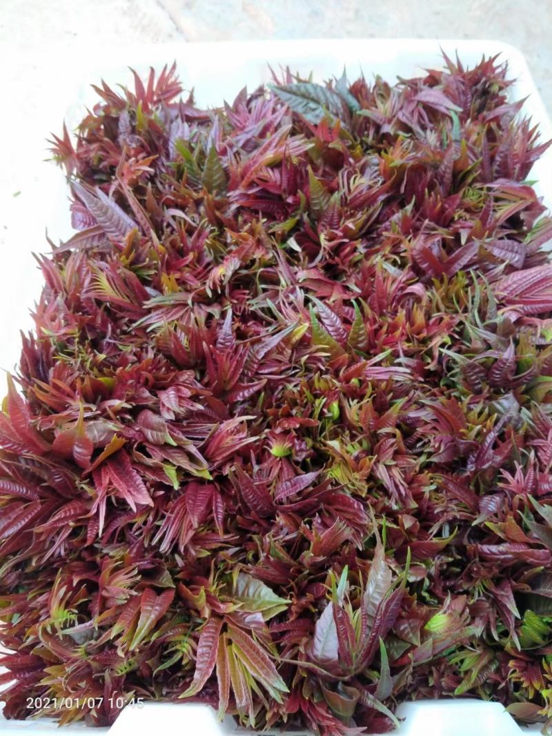 云南香椿芽（四季如椿）露天种植绿色无公害四季供应肥美鲜嫩