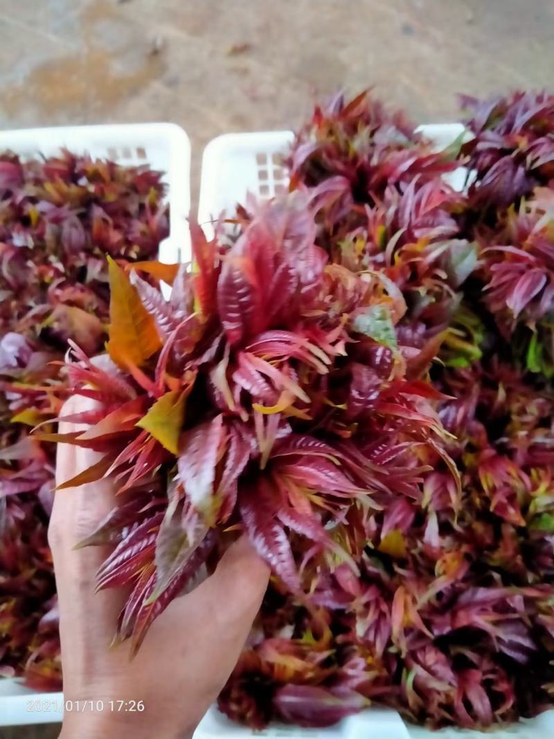云南香椿芽（四季如椿）露天种植绿色无公害四季供应肥美鲜嫩