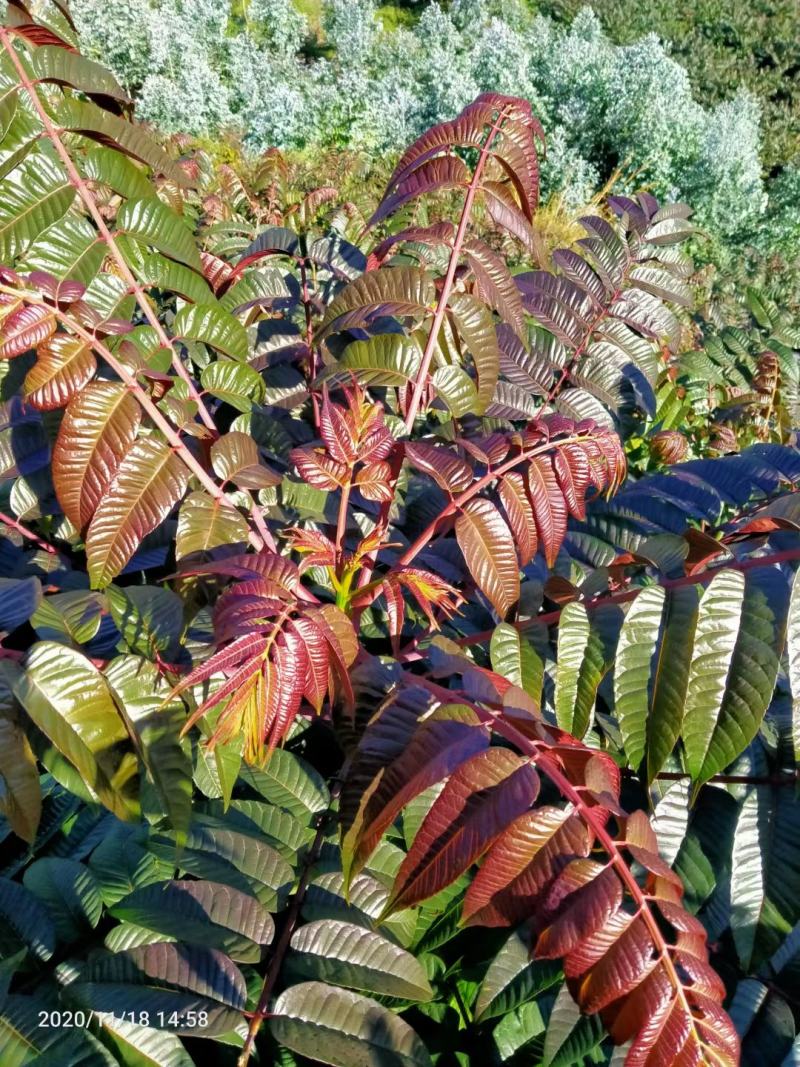 云南香椿芽（四季如椿）露天种植绿色无公害四季供应肥美鲜嫩