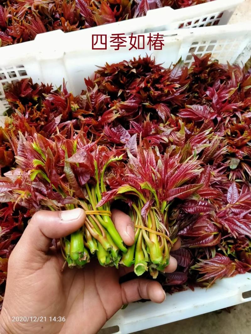 云南香椿芽（四季如椿）露天种植绿色无公害四季供应肥美鲜嫩