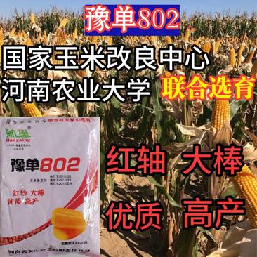 豫单802玉米种子红轴大棒抗倒伏国审抗病饲料大田玉米种子