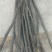 【精品】产地直供无刺花椒嫁接枝条(接穗)量大从优