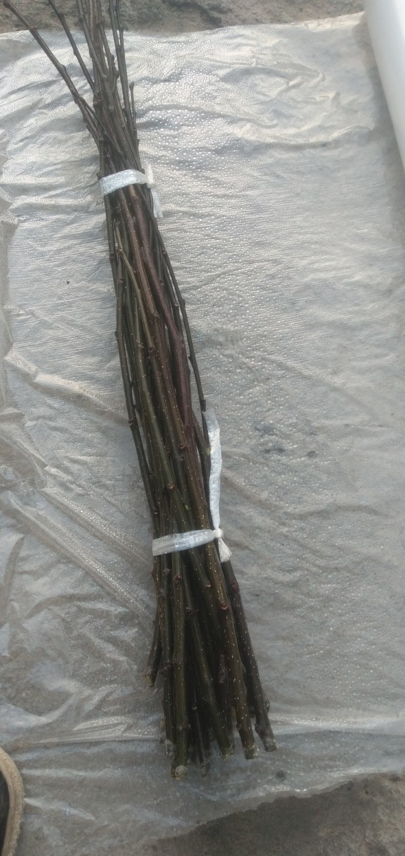 【精品】产地直供无刺花椒嫁接枝条(接穗)量大从优