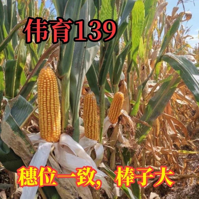 玉米种子伟育139饲料高产大田红轴大棒矮杆抗倒耐旱抗热