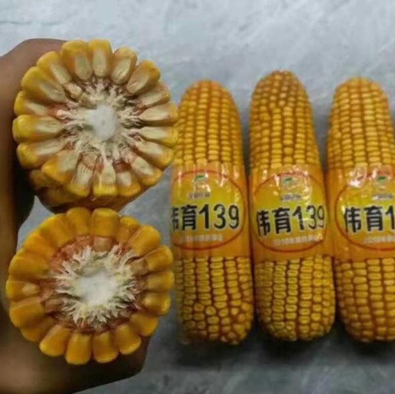 玉米种子伟育139饲料高产大田红轴大棒矮杆抗倒耐旱抗热
