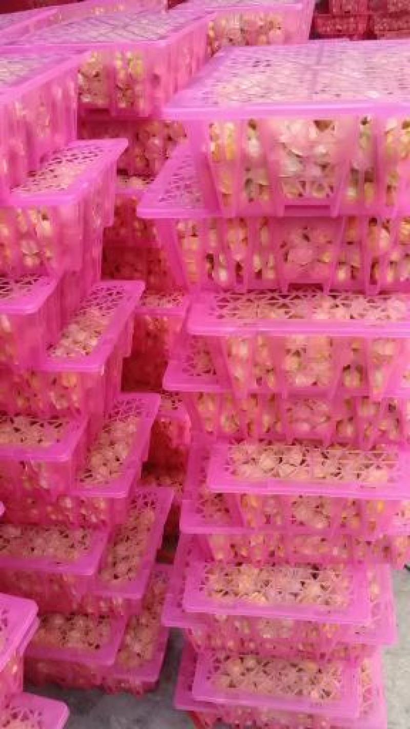 菇娘果新鲜现摘应季水果超市供货专业市场批发质量好欢迎合作