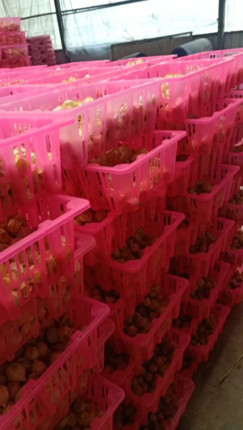 菇娘果新鲜现摘应季水果超市供货专业市场批发质量好欢迎合作