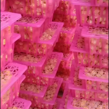 菇娘果新鲜现摘应季水果超市供货专业市场批发质量好欢迎合作