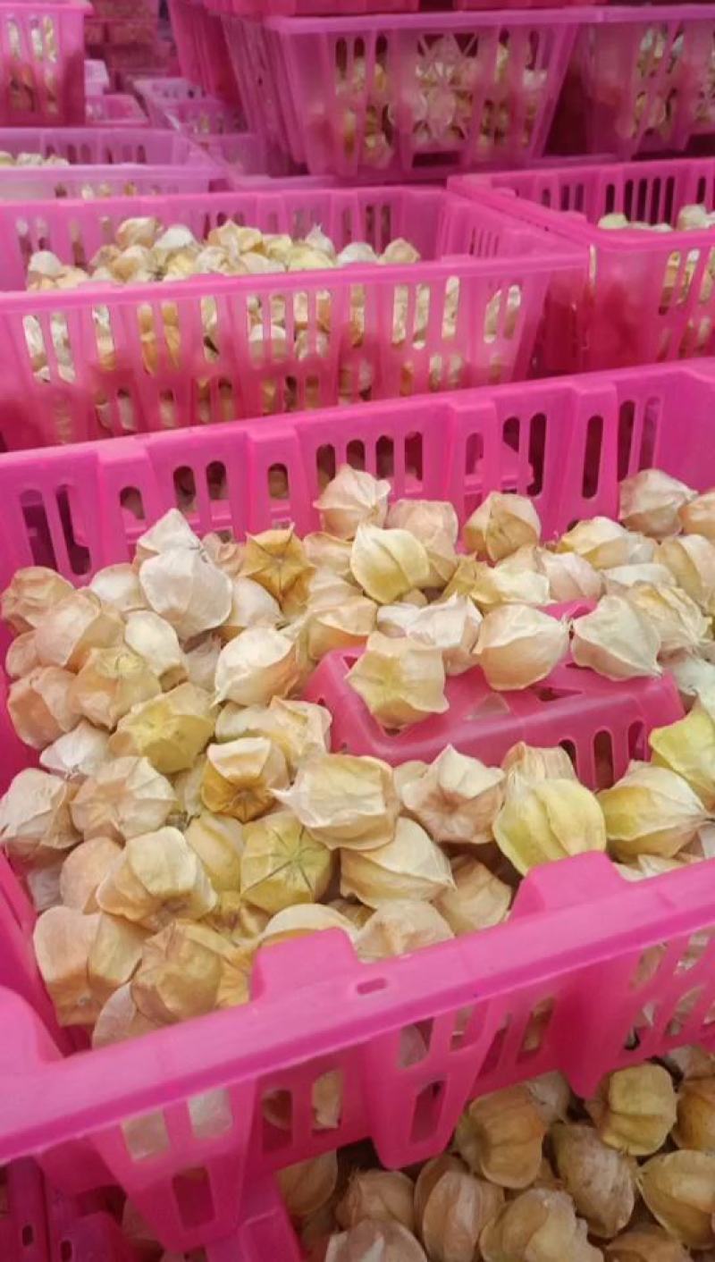 菇娘果新鲜现摘应季水果超市供货专业市场批发质量好欢迎合作