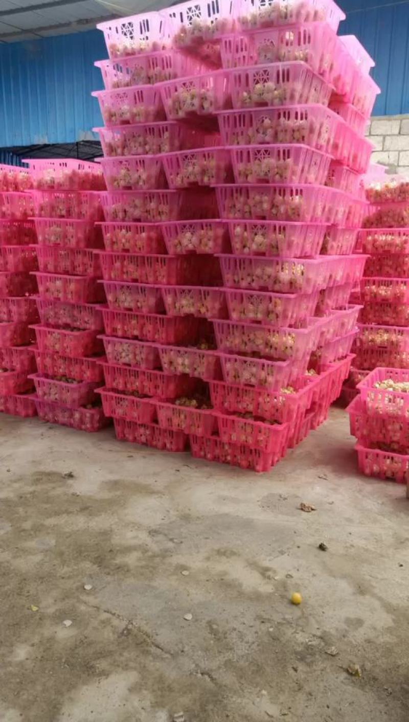 菇娘果新鲜现摘应季水果超市供货专业市场批发质量好欢迎合作