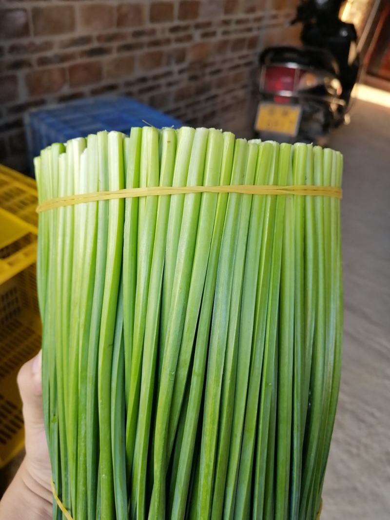 台中13号韭菜花（罗定行海农业韭菜花种植示范基地直供）
