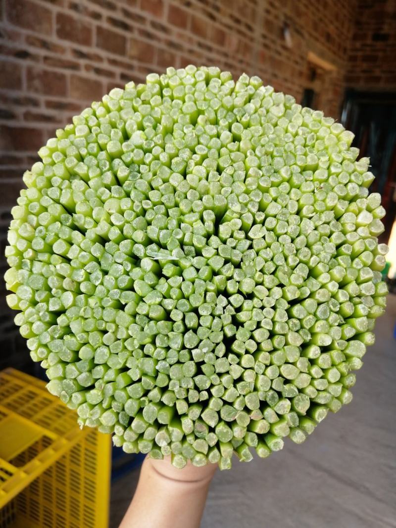 台中13号韭菜花（罗定行海农业韭菜花种植示范基地直供）