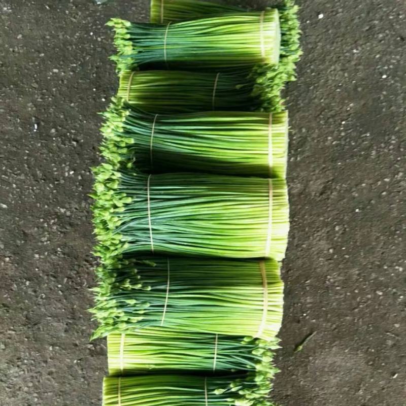 台中13号韭菜花（罗定行海农业韭菜花种植示范基地直供）