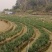 台中13号韭菜花（罗定行海农业韭菜花种植示范基地直供）