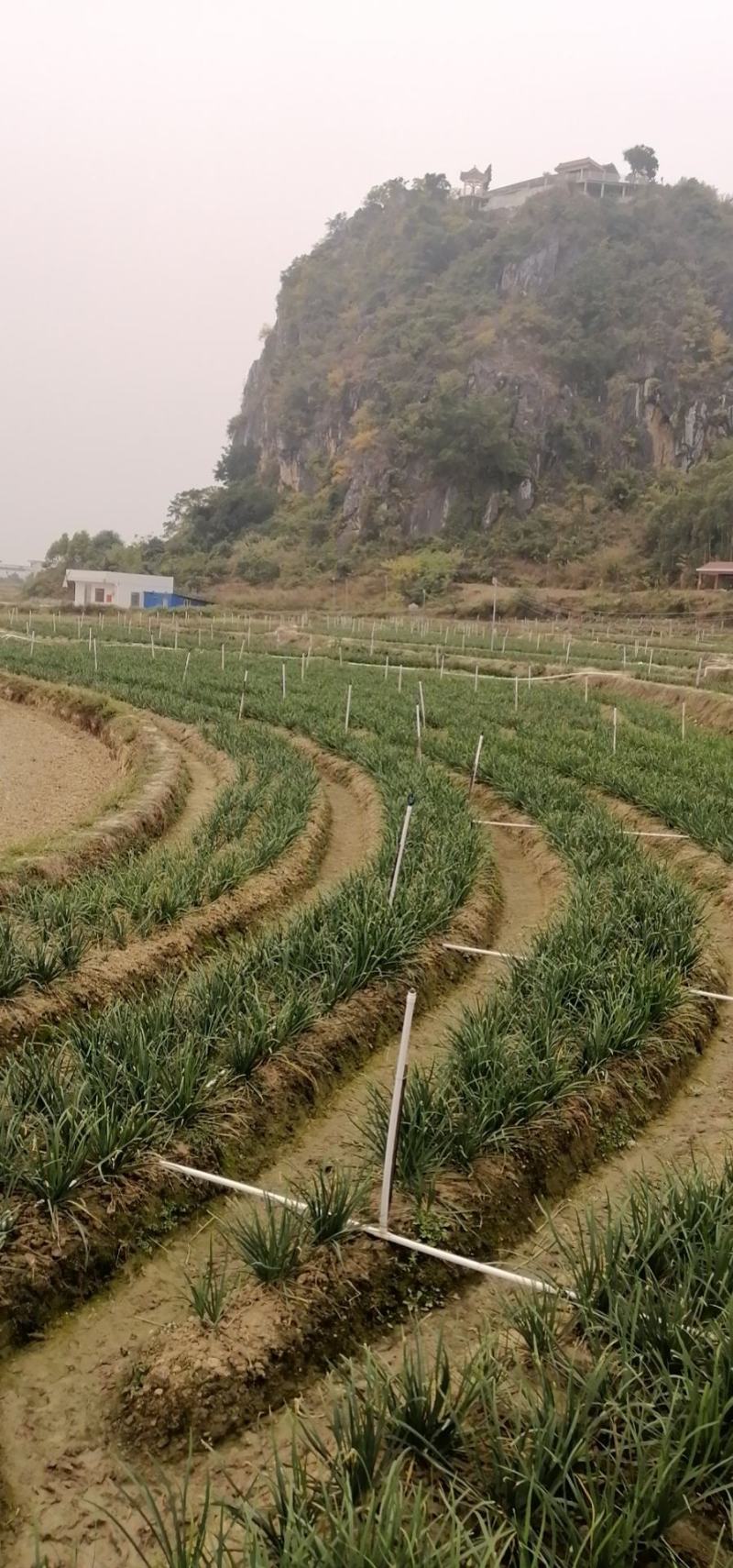 台中13号韭菜花（罗定行海农业韭菜花种植示范基地直供）