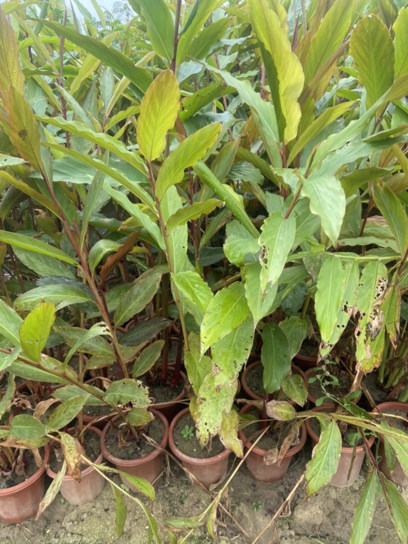 瓷玫瑰稀有植物火炬姜姜荷花庭院盆栽鲜切花观赏