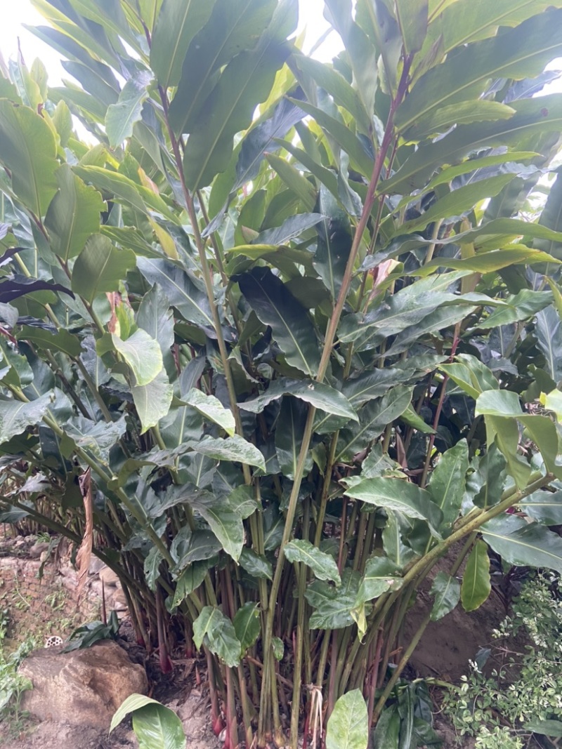 瓷玫瑰稀有植物火炬姜姜荷花庭院盆栽鲜切花观赏
