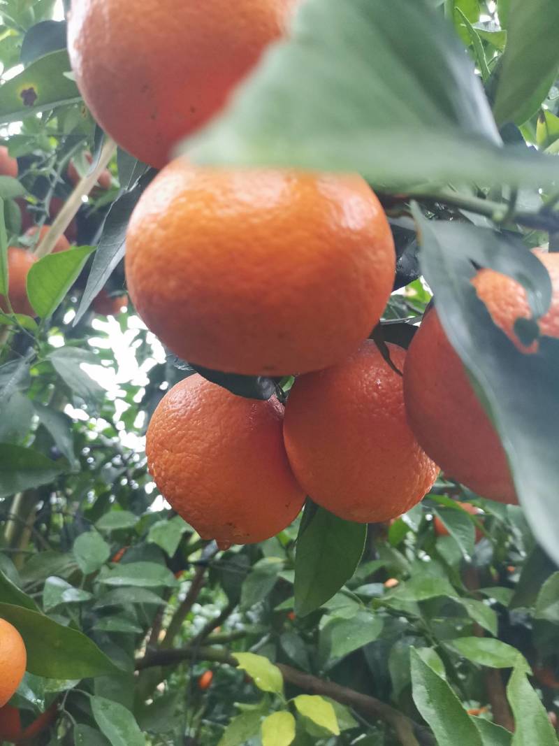 沃柑成熟期已到，色水亮丽，口感纯甜可口，是一个美味的果品