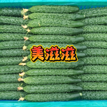 黄瓜，出售面议，欢迎致电联系