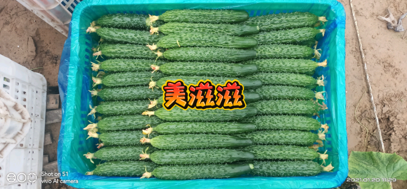 黄瓜，出售面议，欢迎致电联系