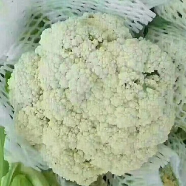 白花菜花紧花2~3斤基地直供*保证质量*