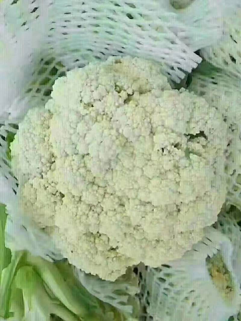 白花菜花紧花2~3斤基地直供*保证质量*