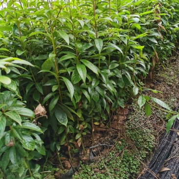 楠木小苗金丝楠木小苗