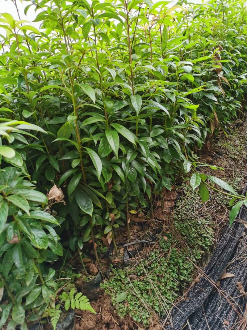 楠木小苗金丝楠木小苗