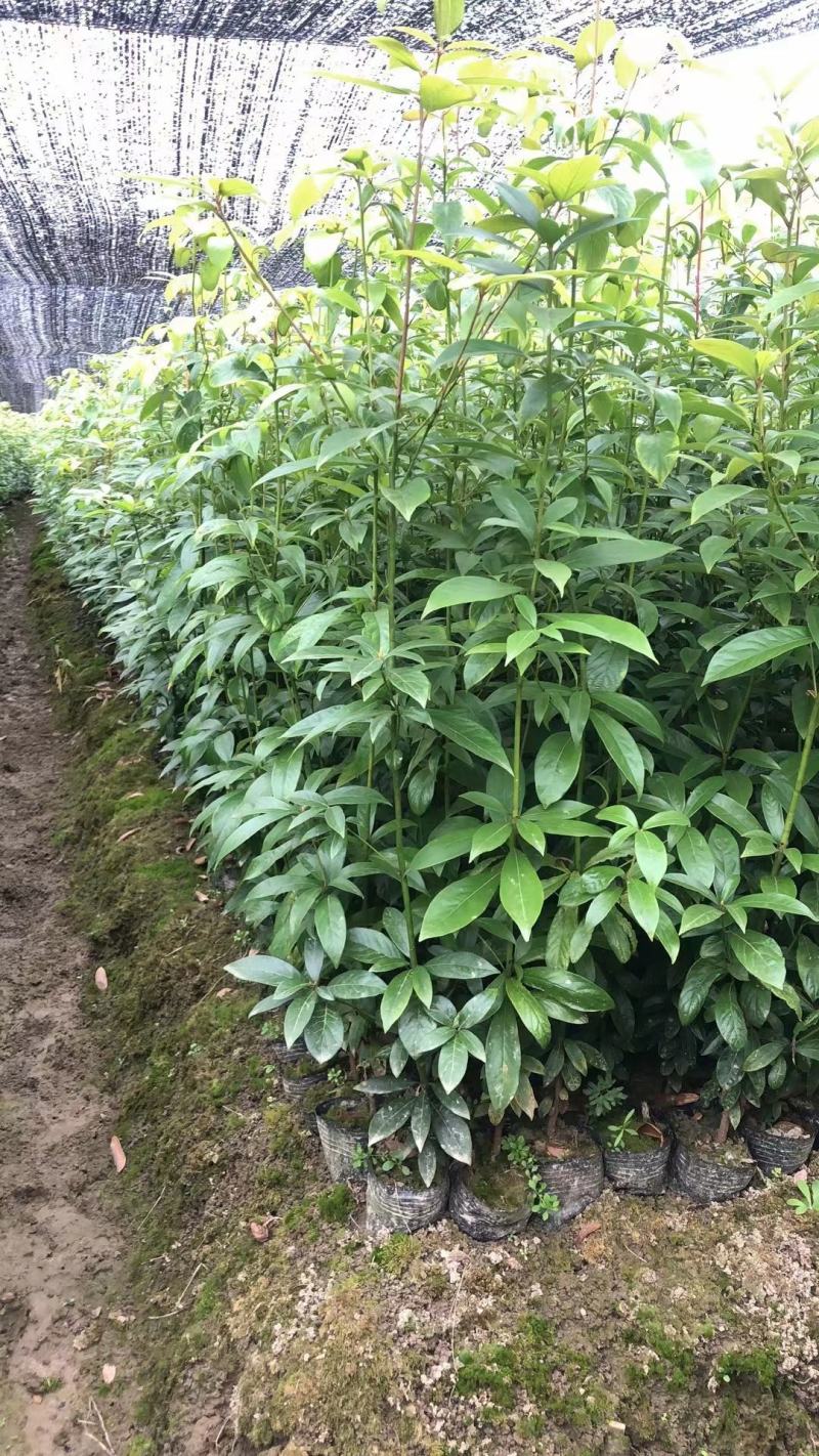 楠木小苗金丝楠木小苗