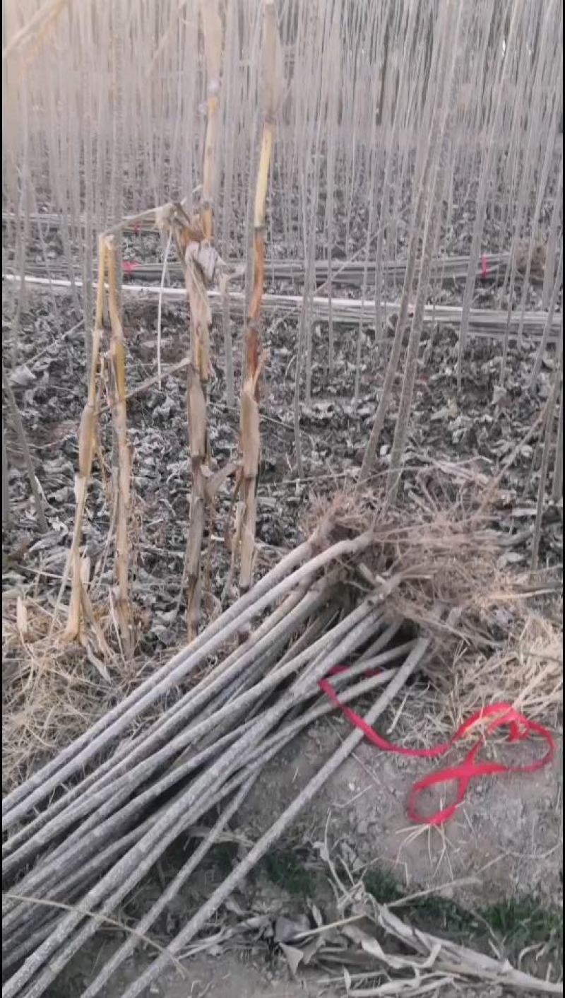 速生杨107，保证现挖苗，各种规格，可根据客户要求选择