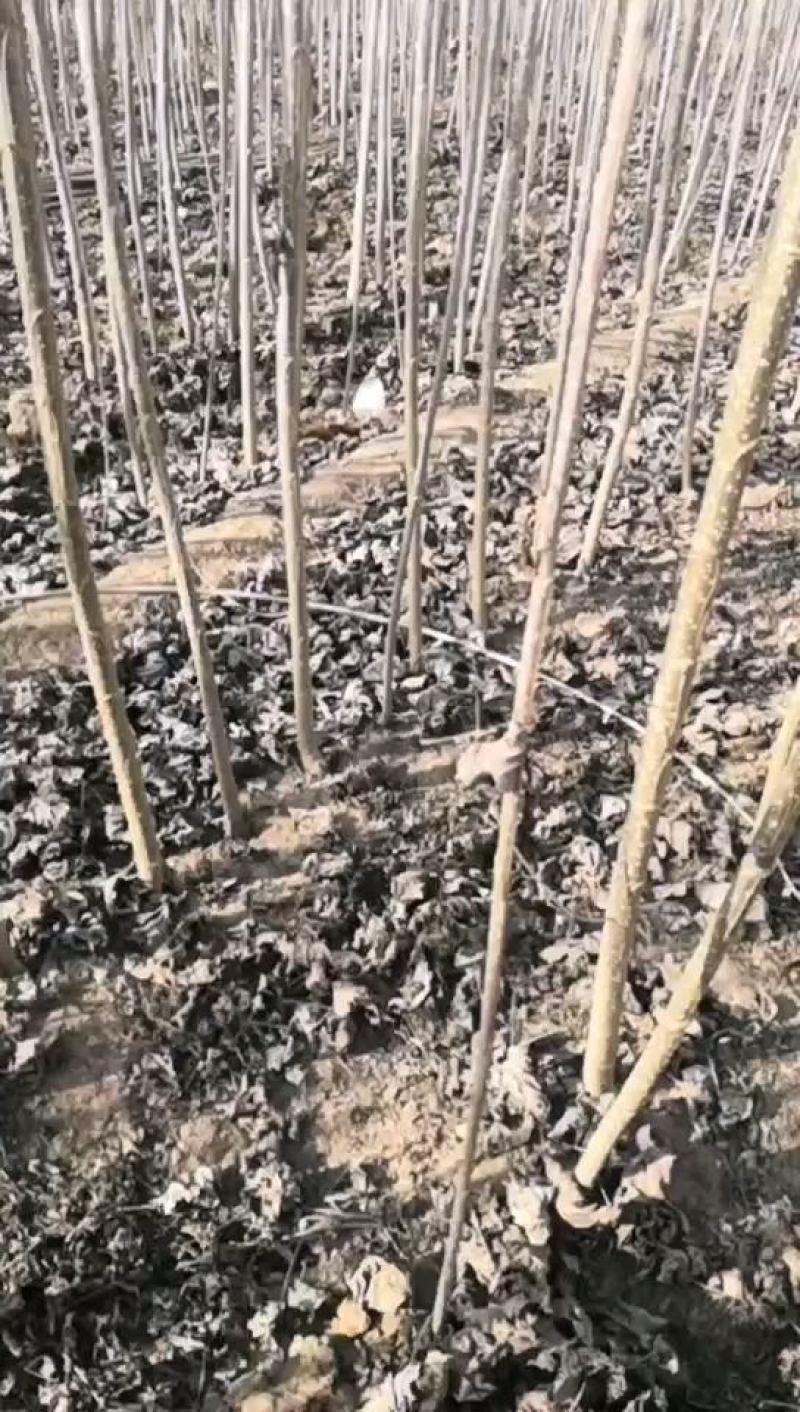 速生杨107，保证现挖苗，各种规格，可根据客户要求选择
