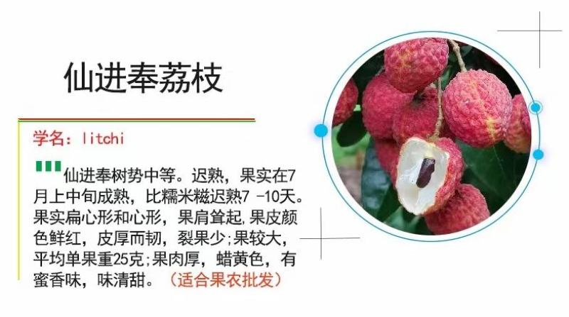 新品观音绿荔枝冰荔枝苗仙进奉荔枝苗晚熟品种带土带叶发货