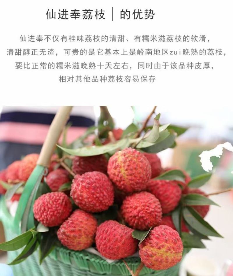 新品观音绿荔枝冰荔枝苗仙进奉荔枝苗晚熟品种带土带叶发货
