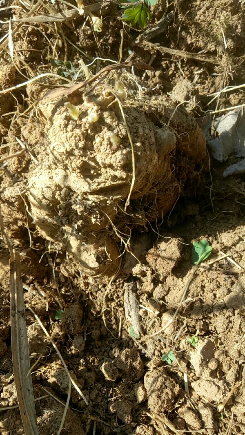 四叶参，羊乳参，鲜货，现釆挖，大货有需要的老板联系
