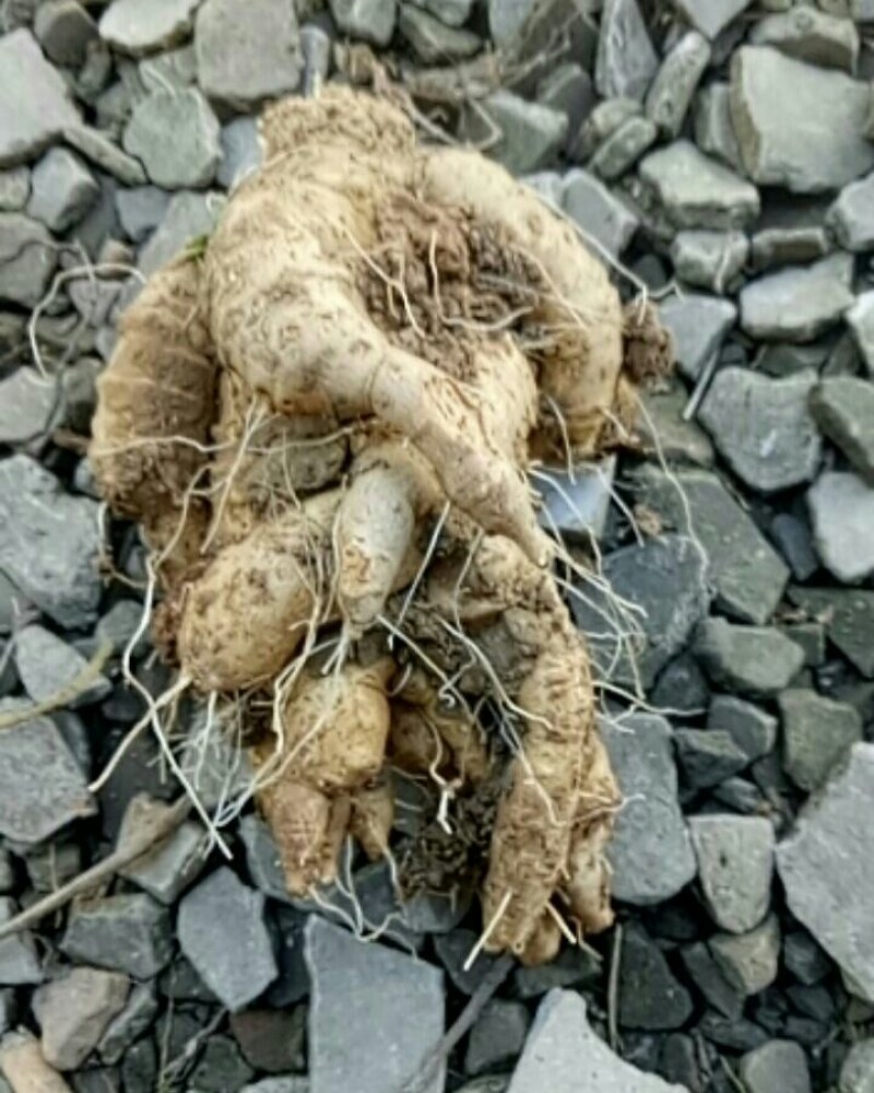 四叶参，羊乳参，鲜货，现釆挖，大货有需要的老板联系