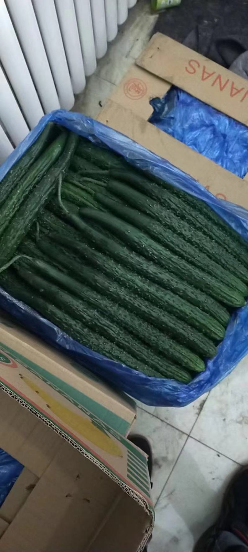 油亮带刺黄瓜，当季新鲜现摘，产地直发品质保证，量大从优