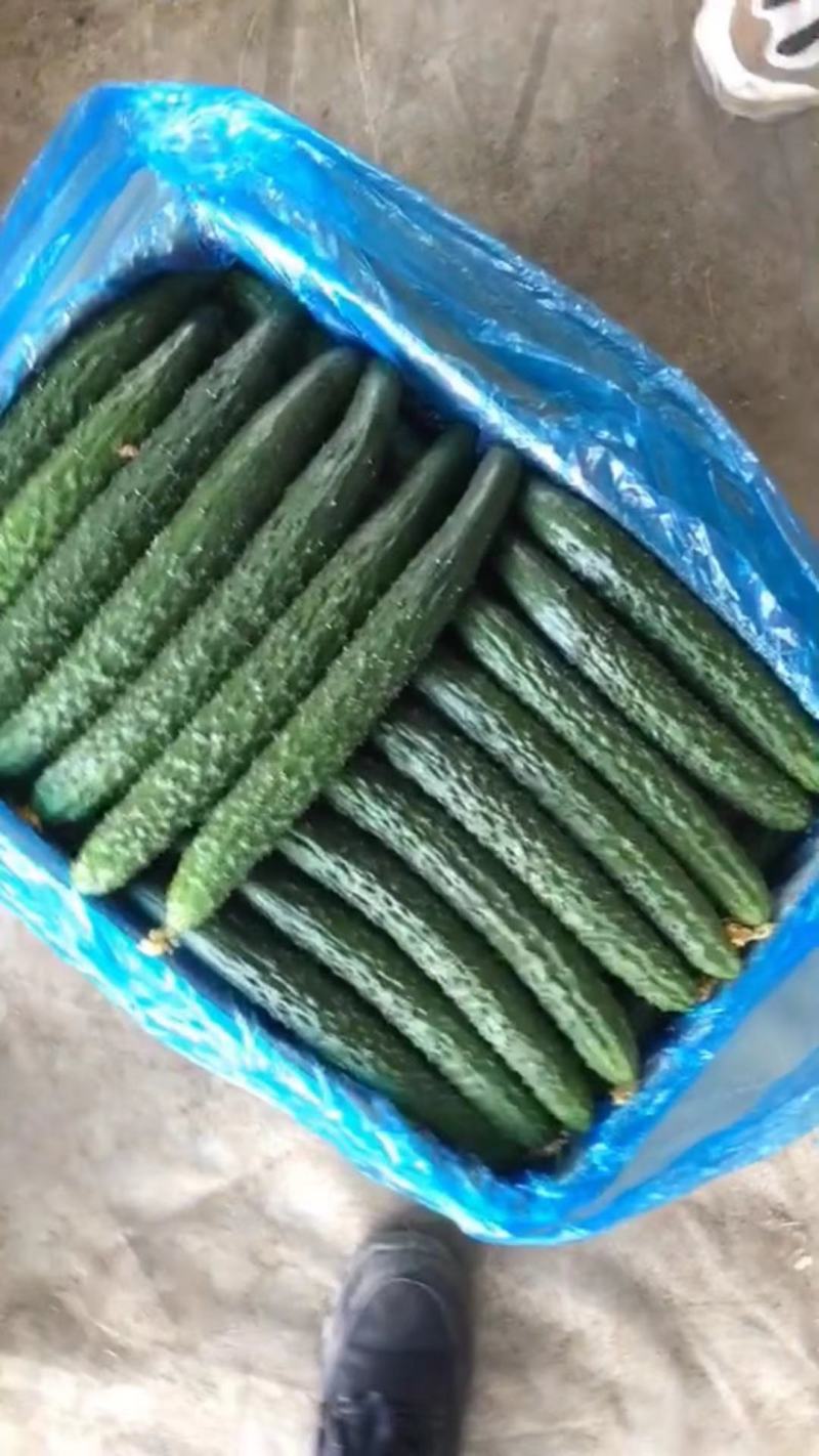油亮带刺黄瓜，当季新鲜现摘，产地直发品质保证，量大从优