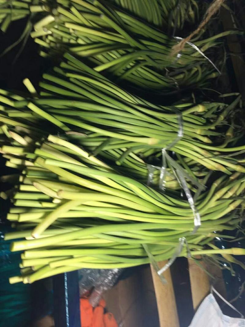 白帽蒜苔，开库了，大量批发，山东产地，大量批发
