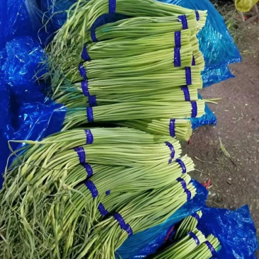 白帽蒜苔，开库了，大量批发，山东产地，大量批发