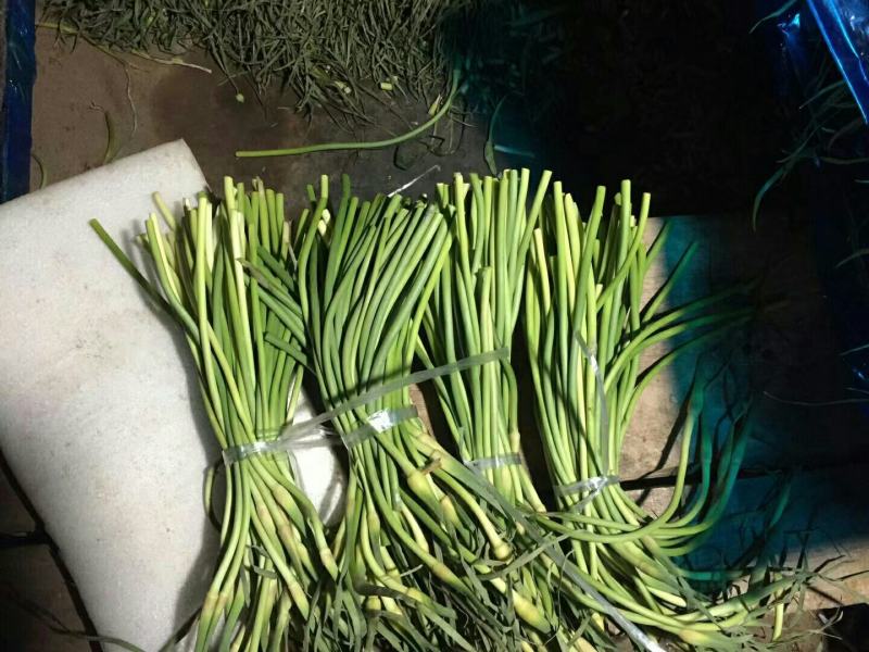 白帽蒜苔，开库了，大量批发，山东产地，大量批发