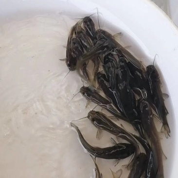 黄辣丁鱼苗，黄峰鱼苗供应包运输规格齐全价格优惠